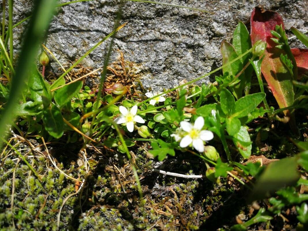 Arenaria biflora 4
