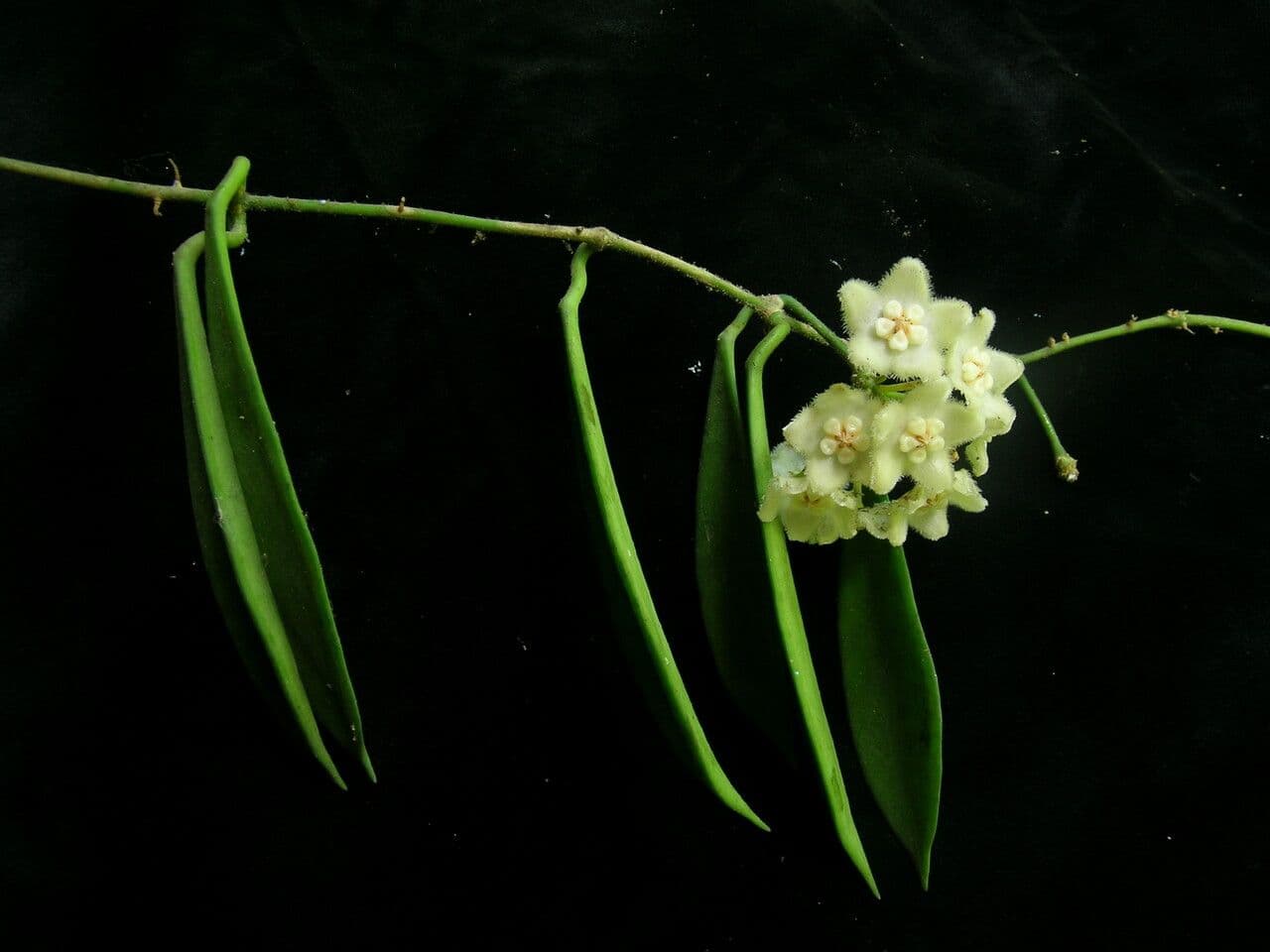 Hoya 8
