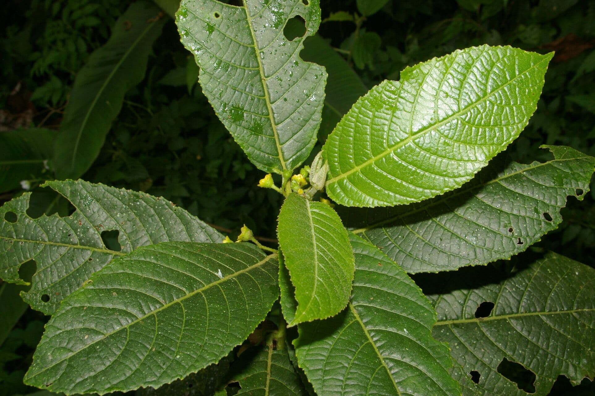 Siparuna thecaphora 10