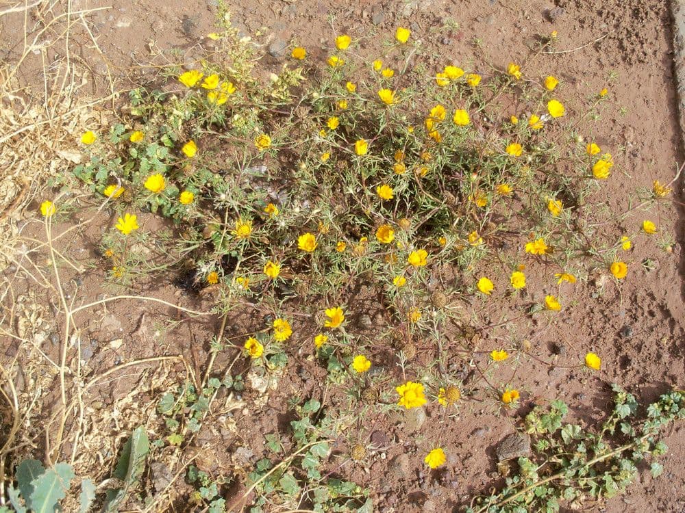 Camomilla araba 9
