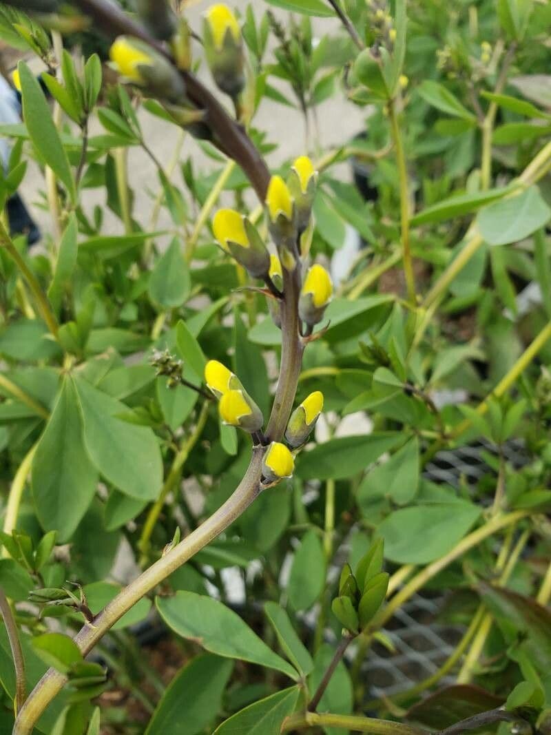 Baptisia 6