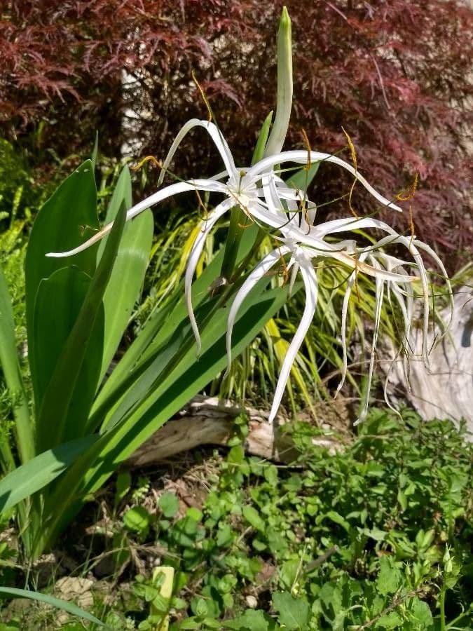 Hymenocallis 3
