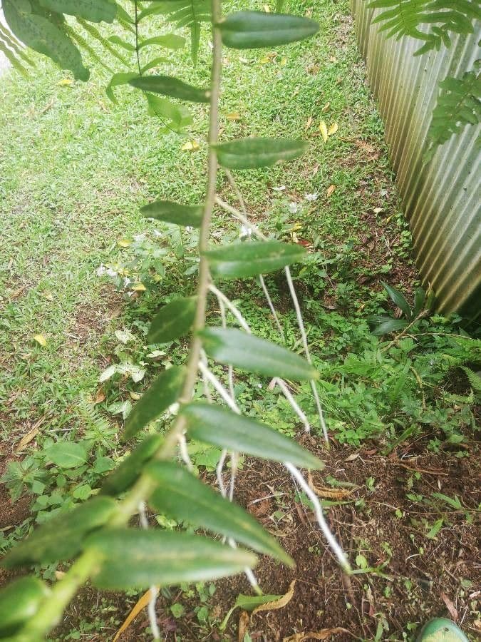Epidendrum radicans 20