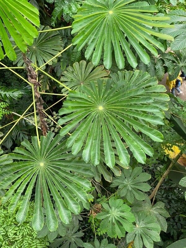 Musanga cecropioides 3