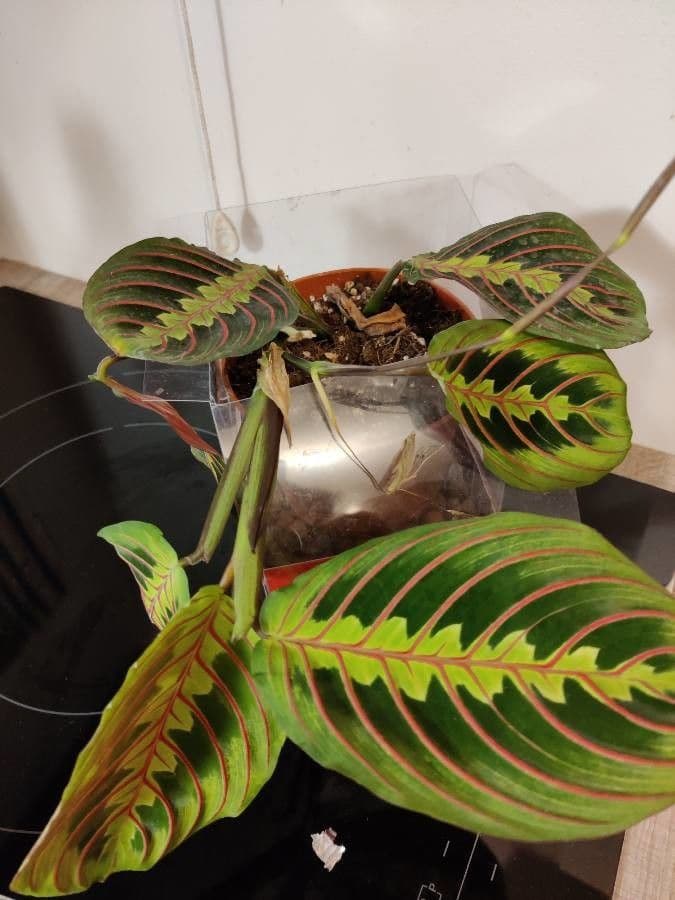 Maranta 7