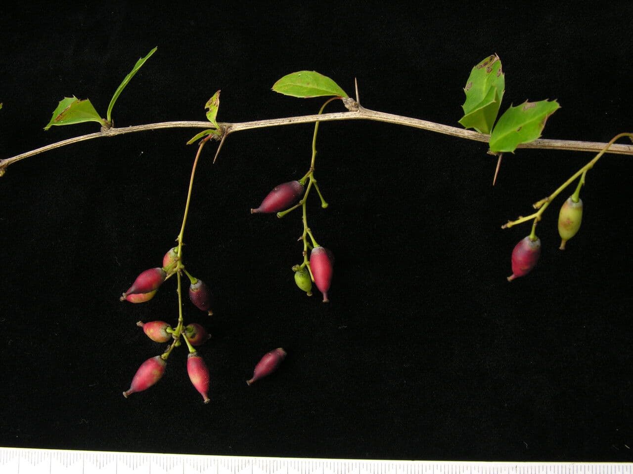 Berberitze 10