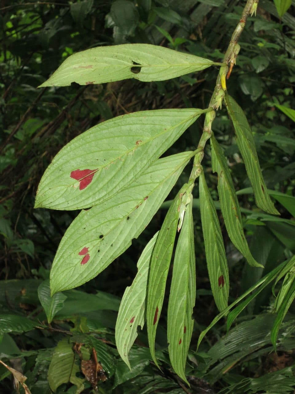 Columnea 2