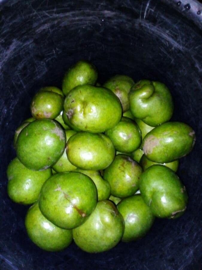 Africká mangovnice