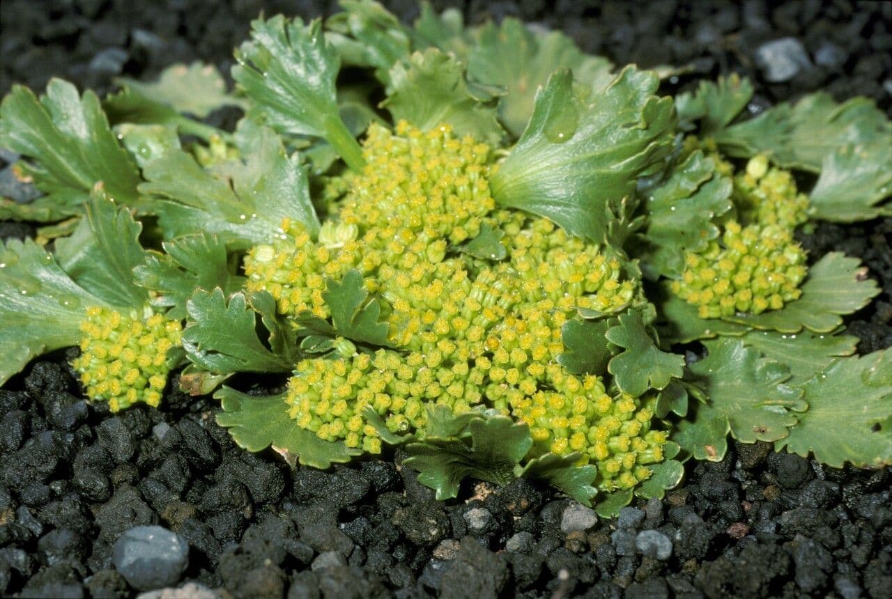 Azorella 2