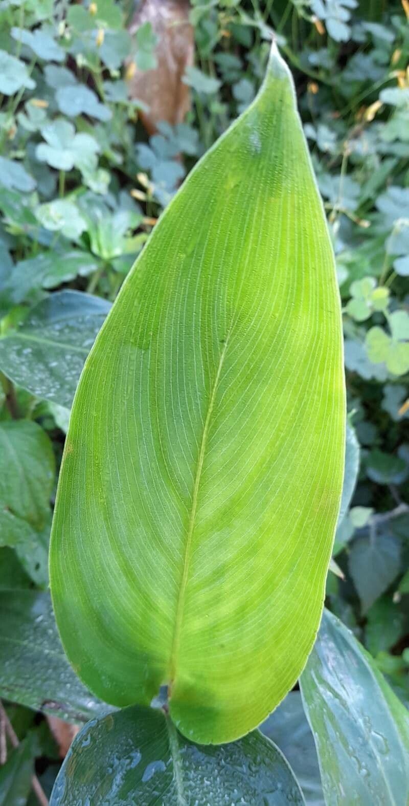 Maranta rizomatosa 2