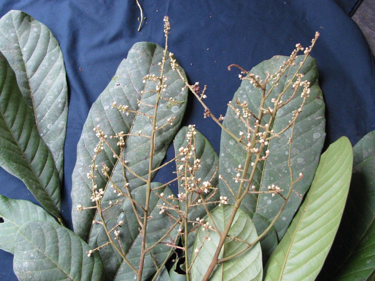 Cupania 10