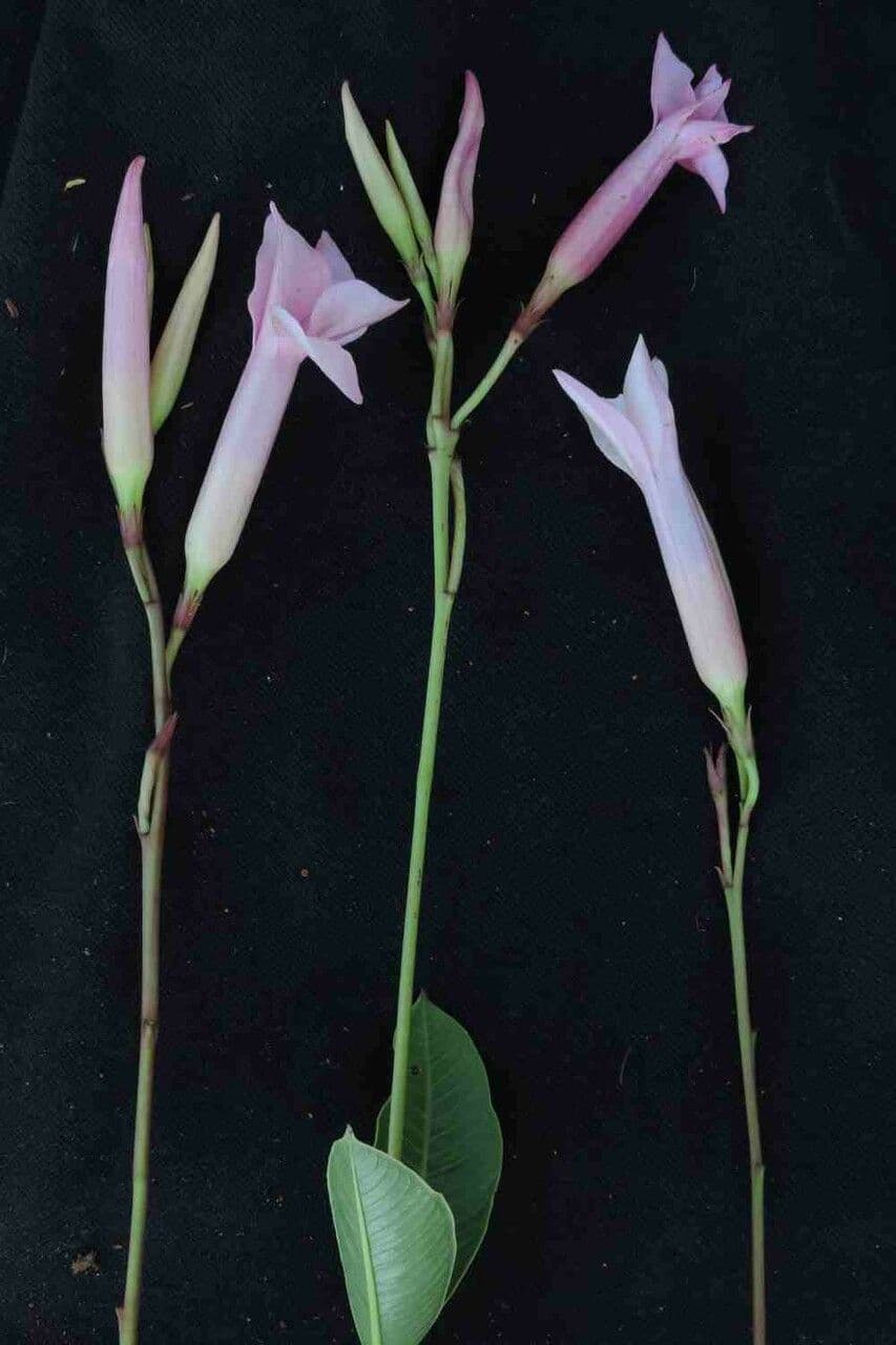 Mandevilla 3