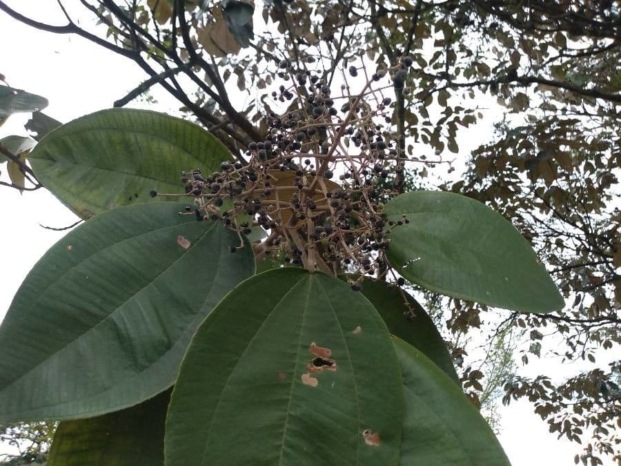 Miconia 10