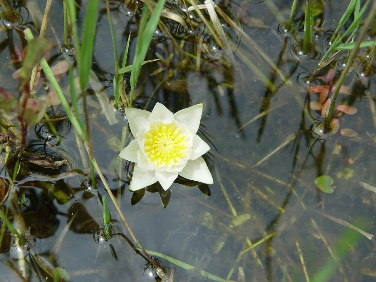 Ninfea tetragona 7