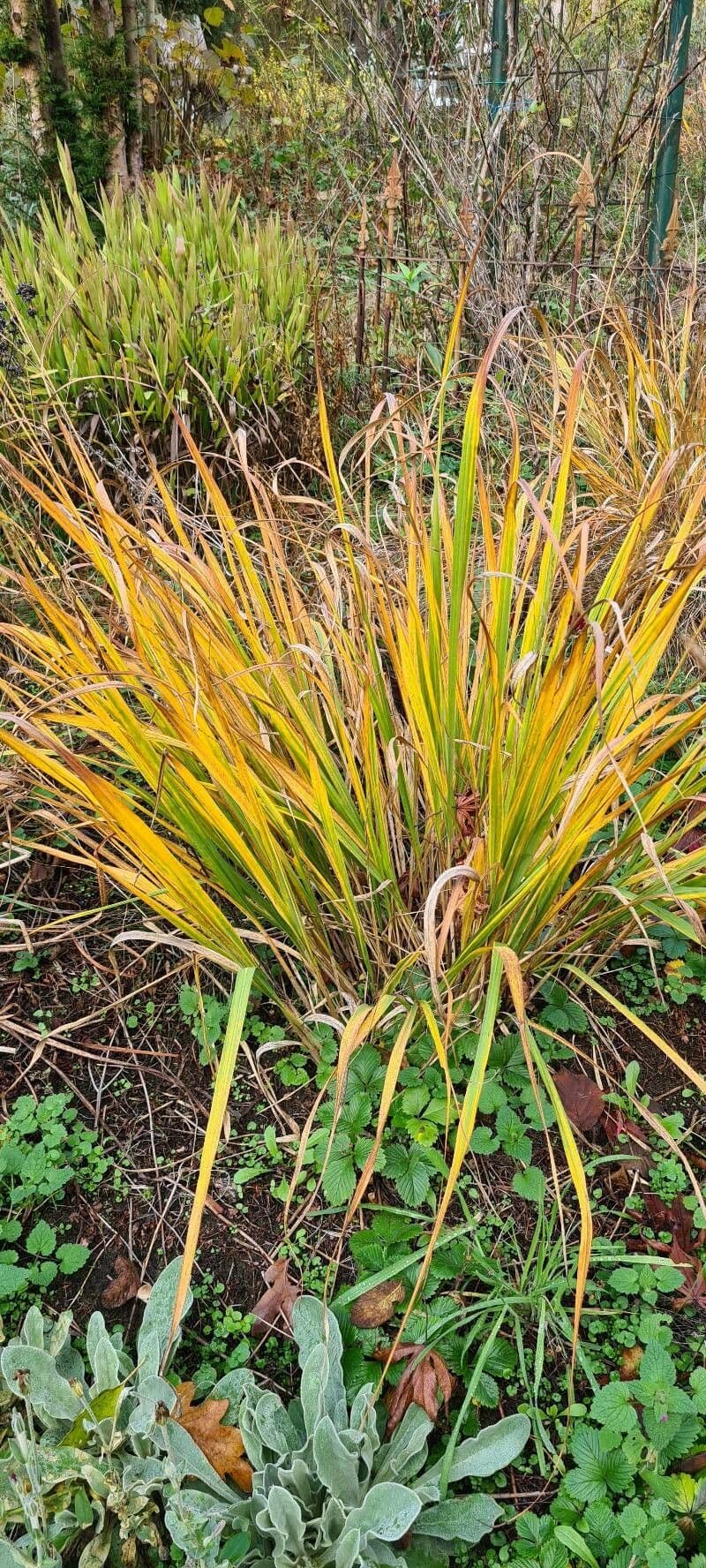 Aciphylla aurea 10