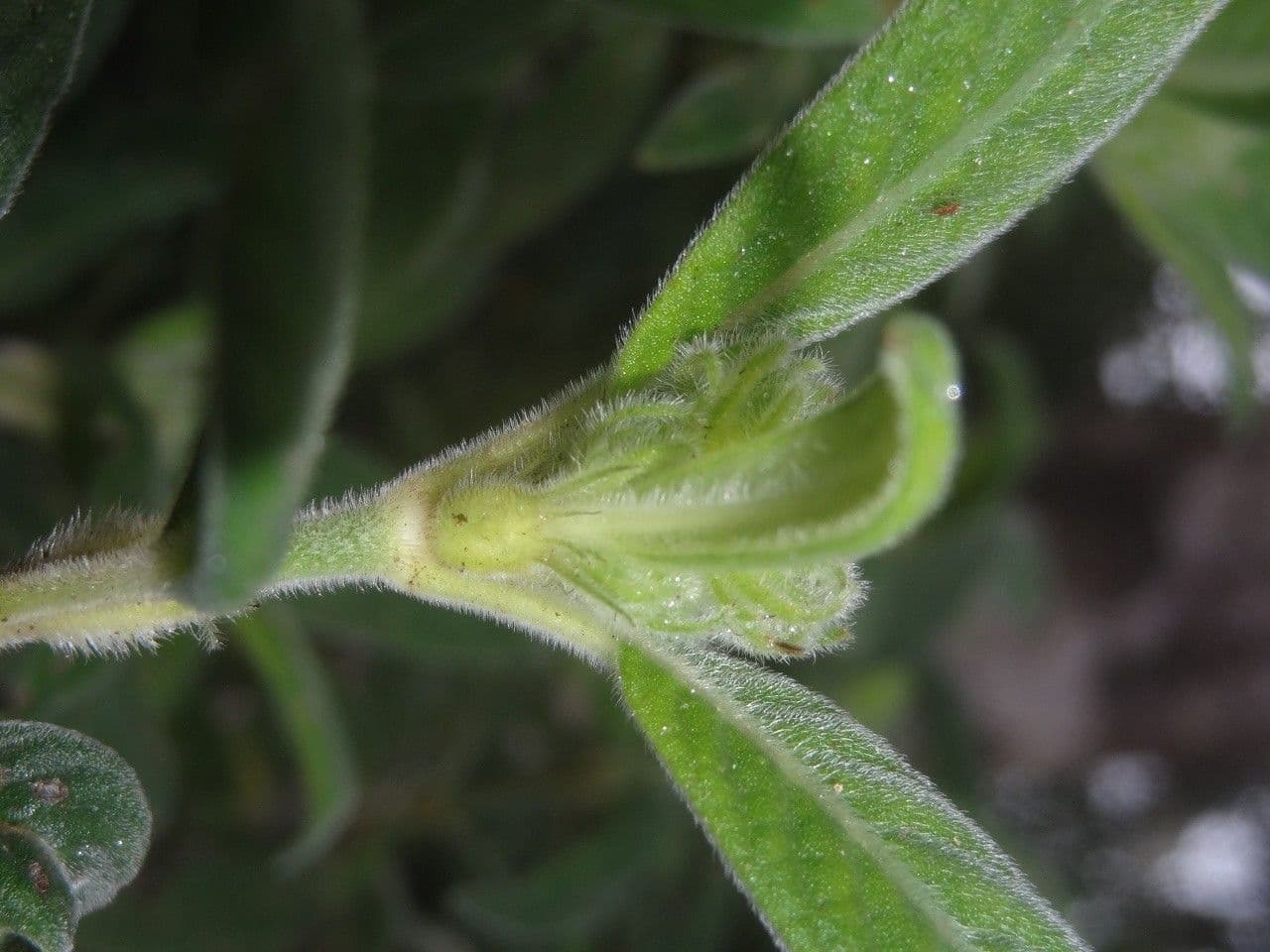Psychotria 13