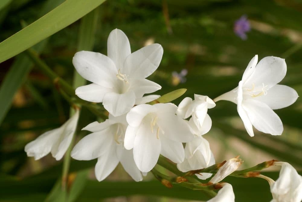 Watsonia
