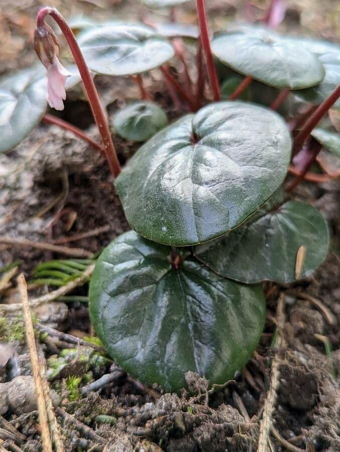 Eastern sowbread 15