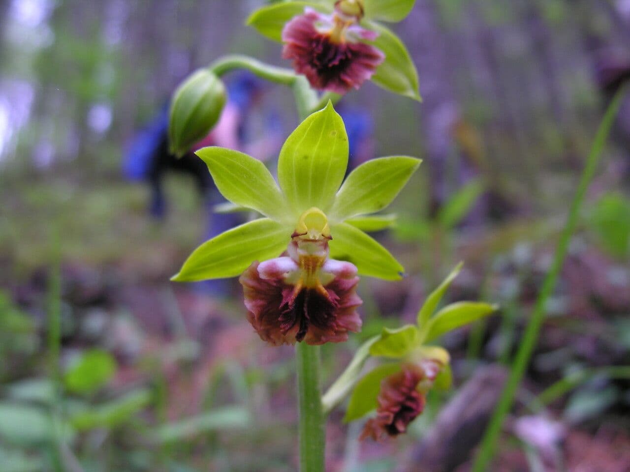 Calanthe 2