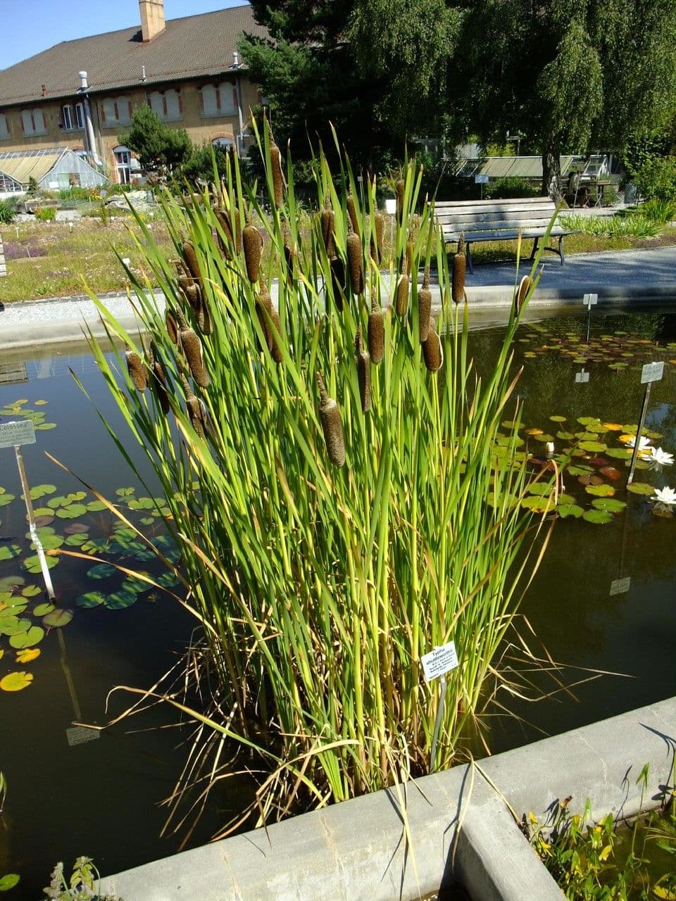 Typha shuttleworthii 4