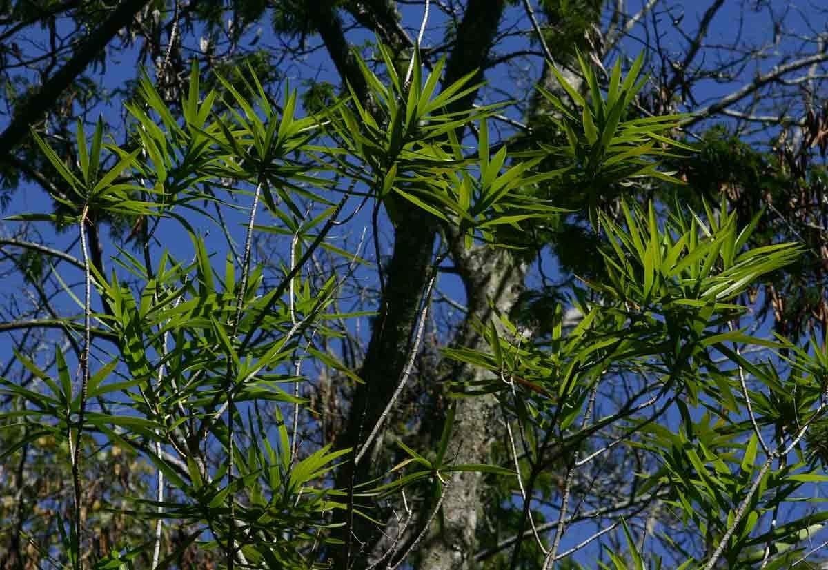 Dracena 10