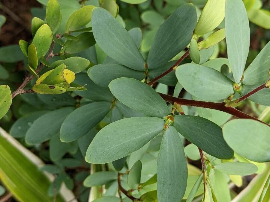 Desvauxs Mimose 9