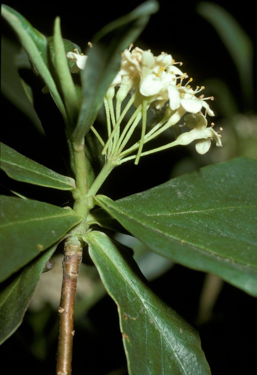 Ovidia 6