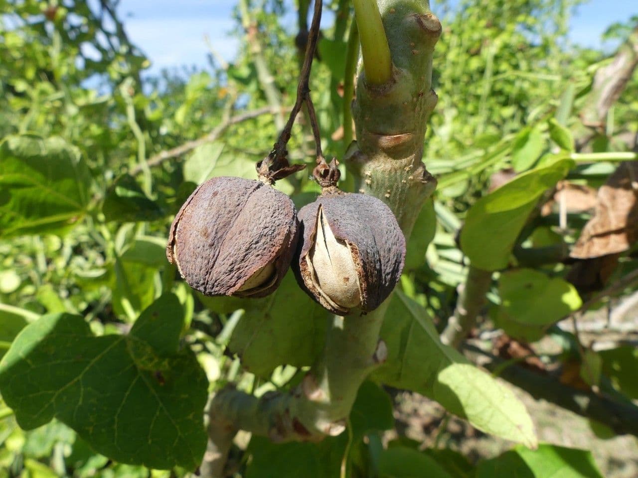 Piombo 5