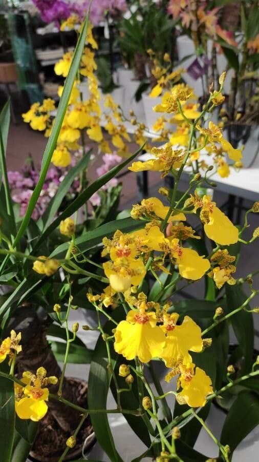 Wydler's dancing-lady orchid 12