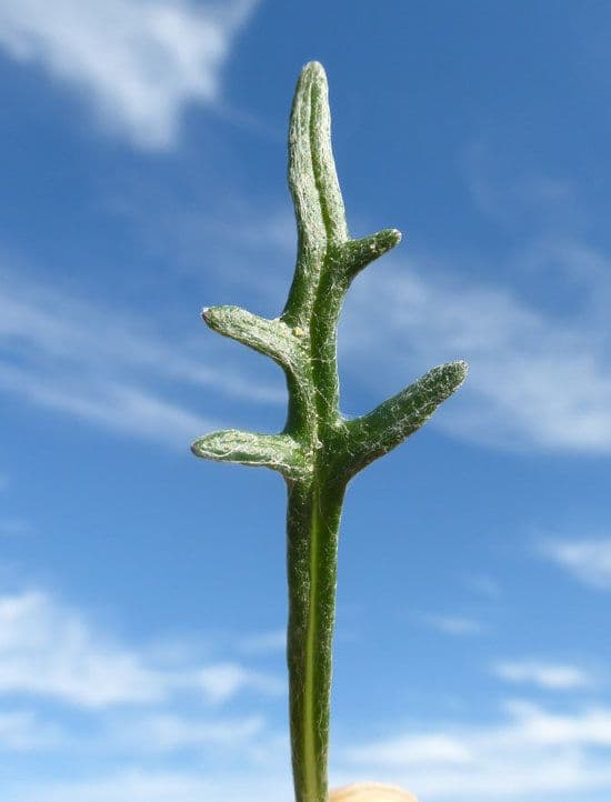 Eriophyllum 13