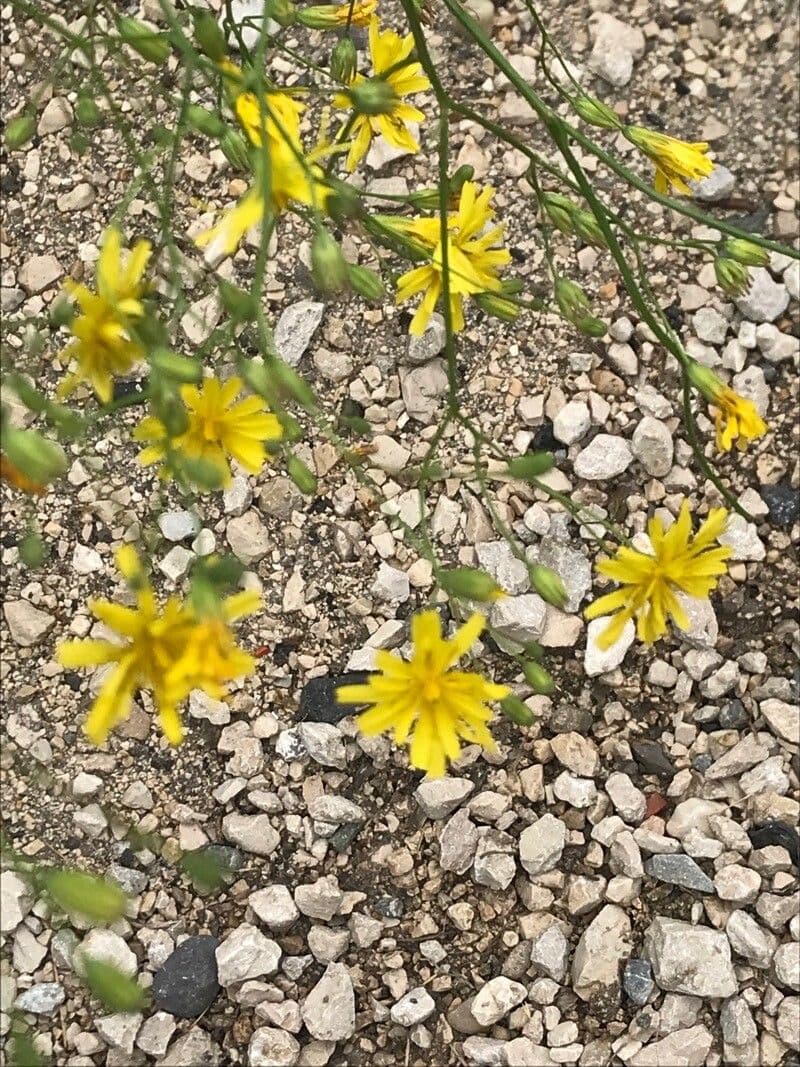 Chondrilla 3