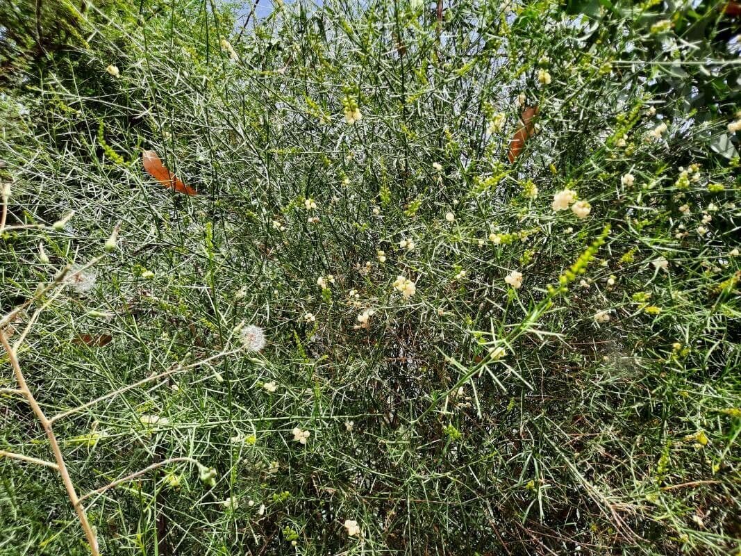 Ochradenus 14