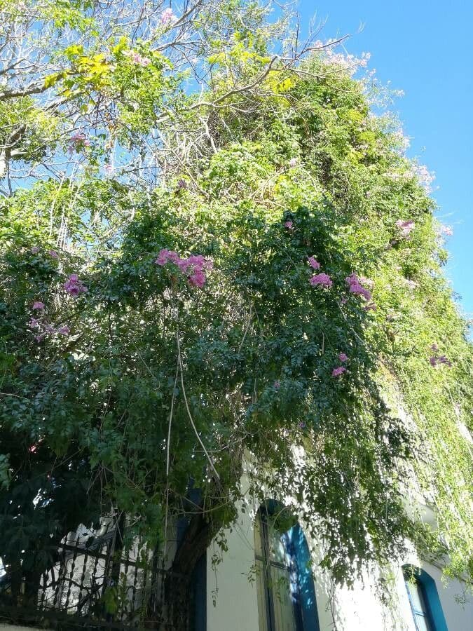 Podranea 13