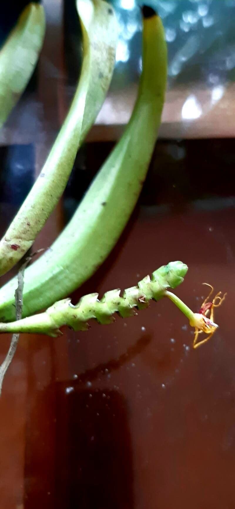 Orchidea 4