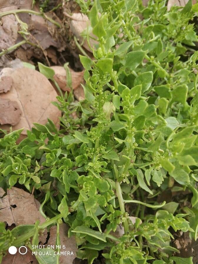 Patellifolia 14