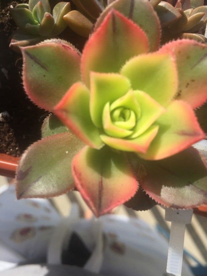 Aeonium di Haworth 13