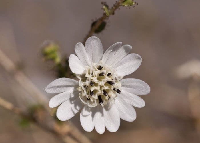 Blepharizonia 5