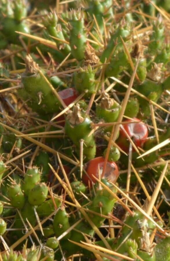 Cumulopuntia