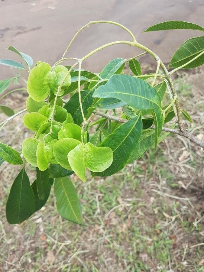 Balfourodendron