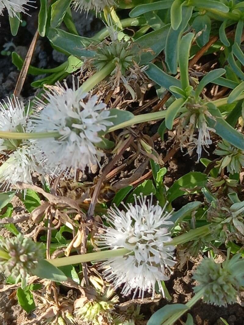 Menta 2