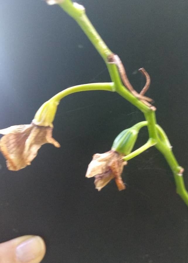 Vavřínovitý dendrobium
