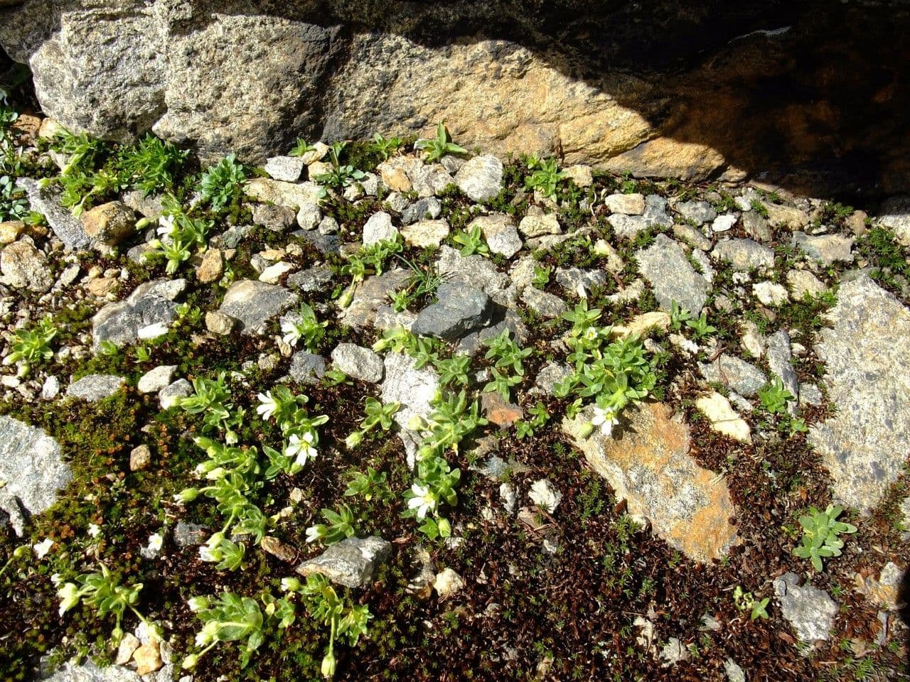 Cerastium 12