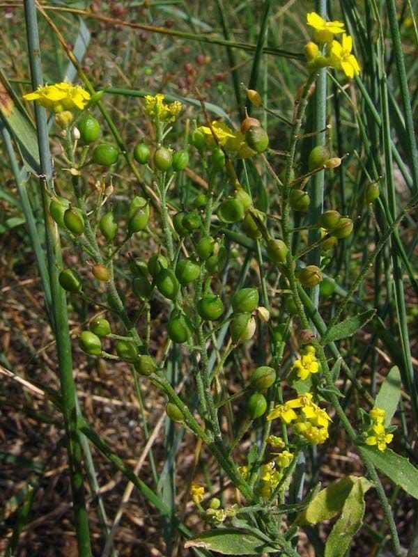 Aurinia petraea 7