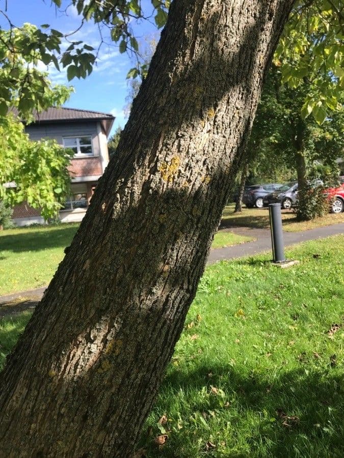 Catalpa comune 23