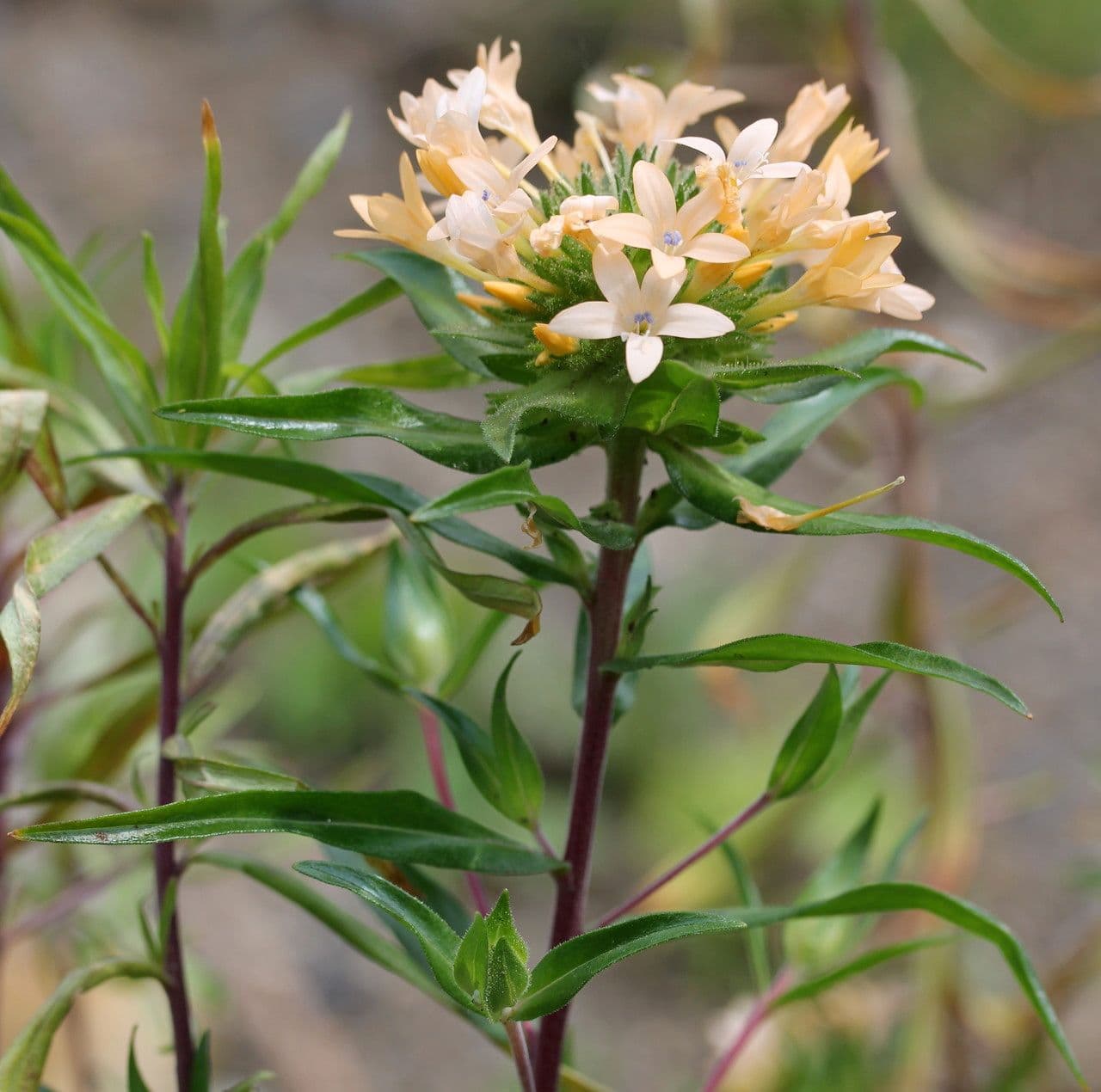Collomia grandiflora 22