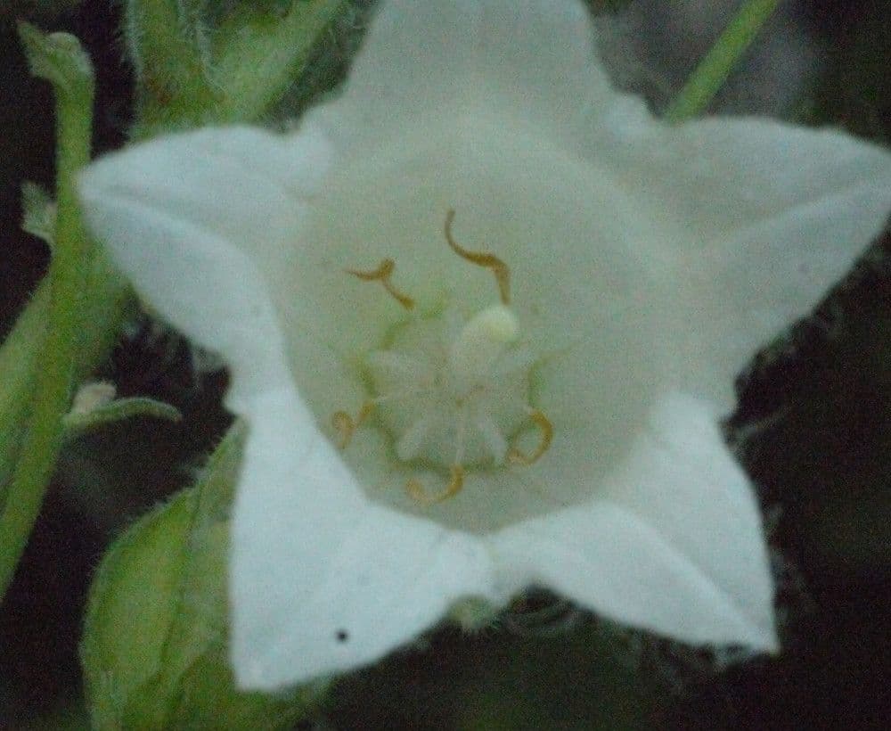 Campanula 4