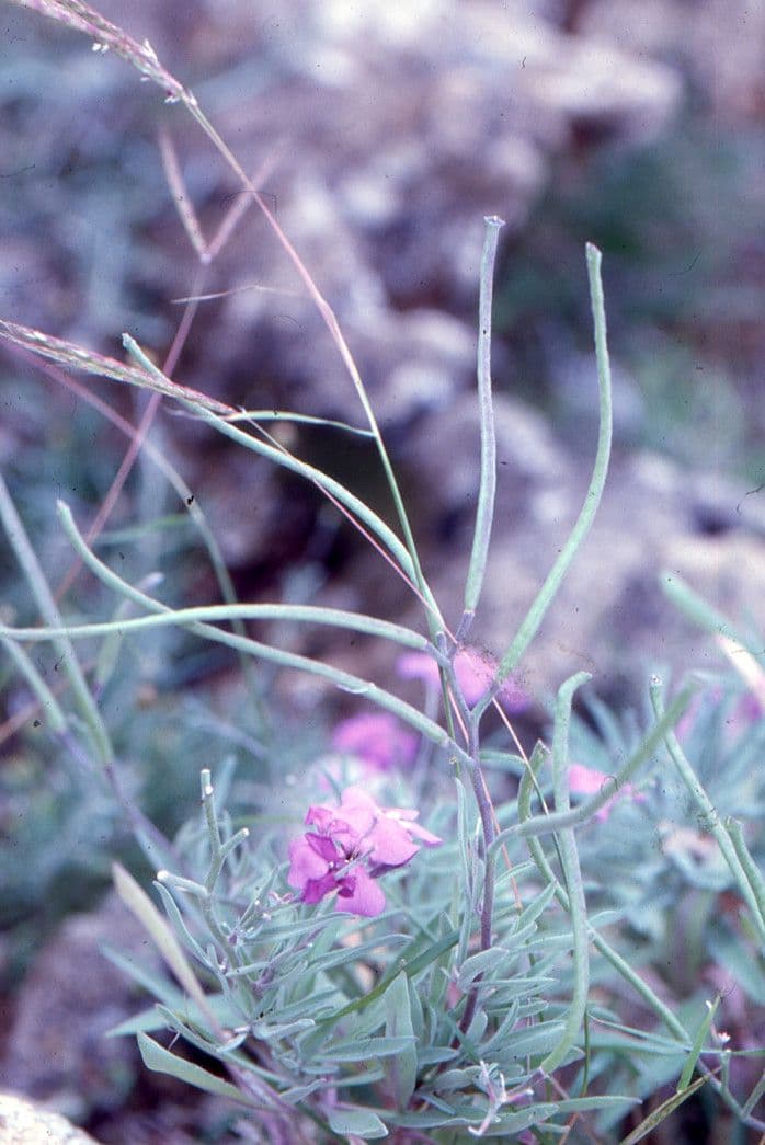 Levkoje