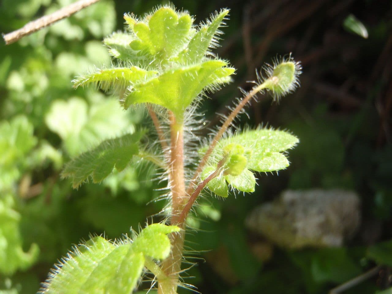 Veronica cymbalaria 26