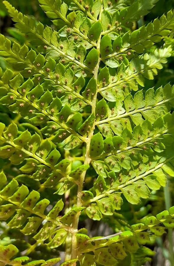 Polystichum