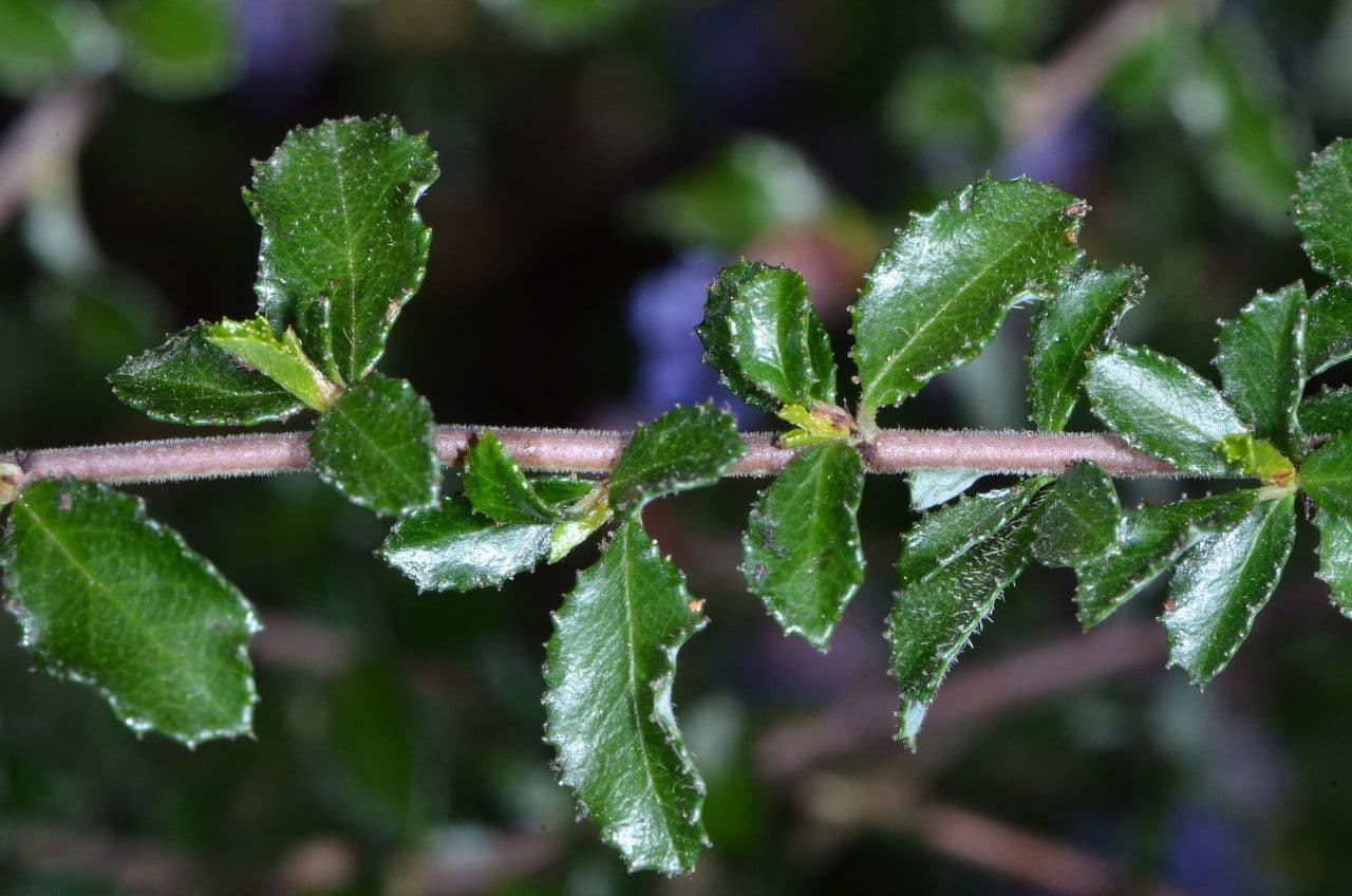 Ceanothus 8